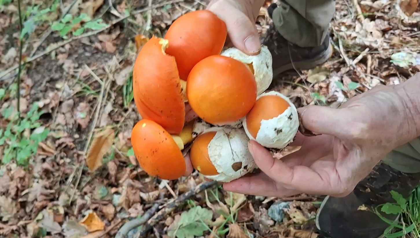 Porcini